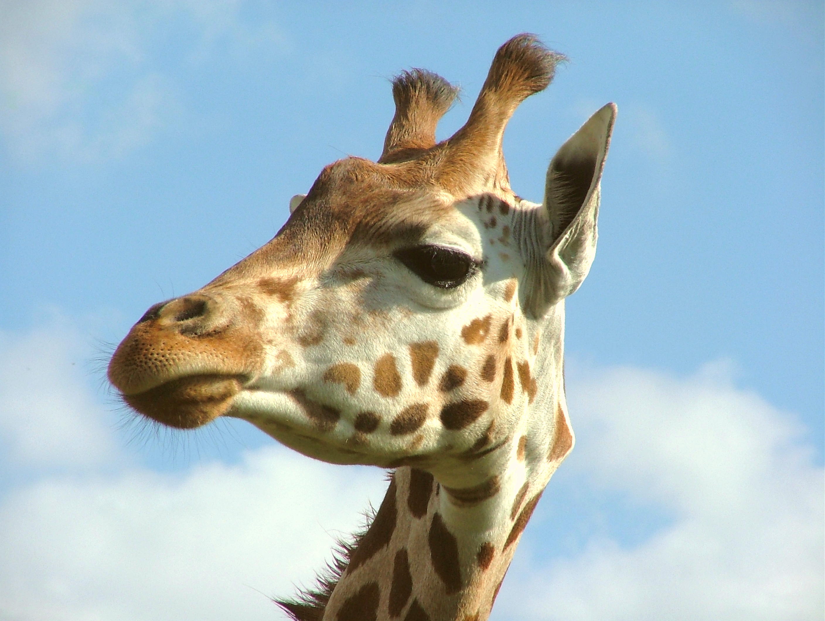 giraffe,  26 Wallpaper