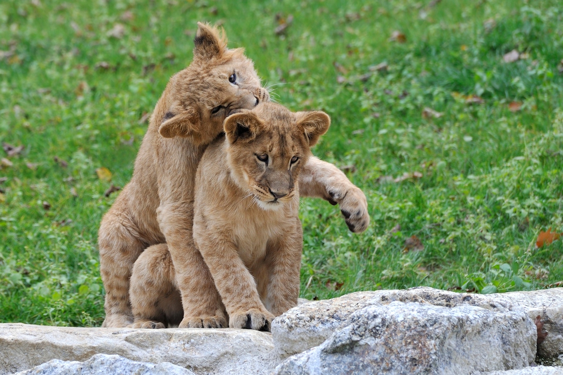 lion Wallpaper