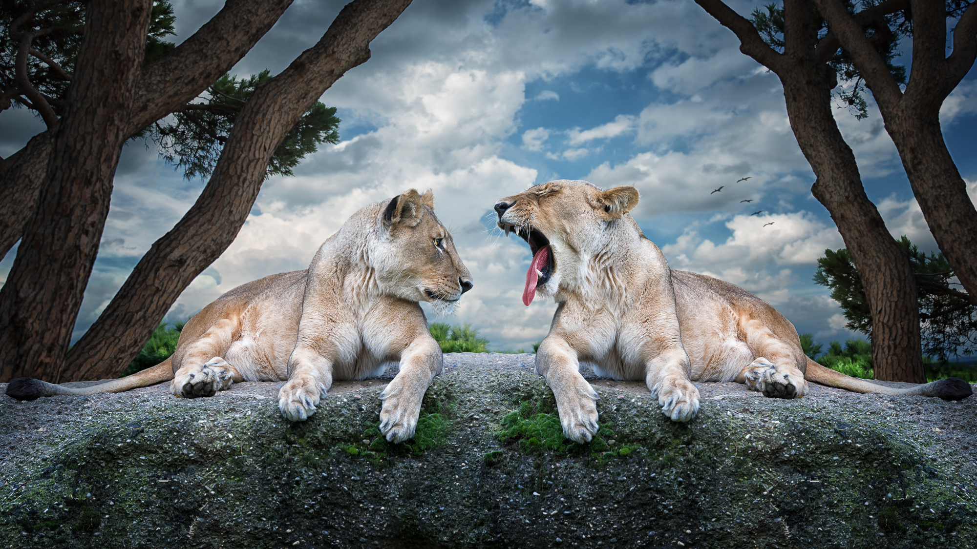 lion Wallpaper