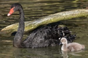 swan, Lebedenok, Chick, Mom, Baby, Family, Water