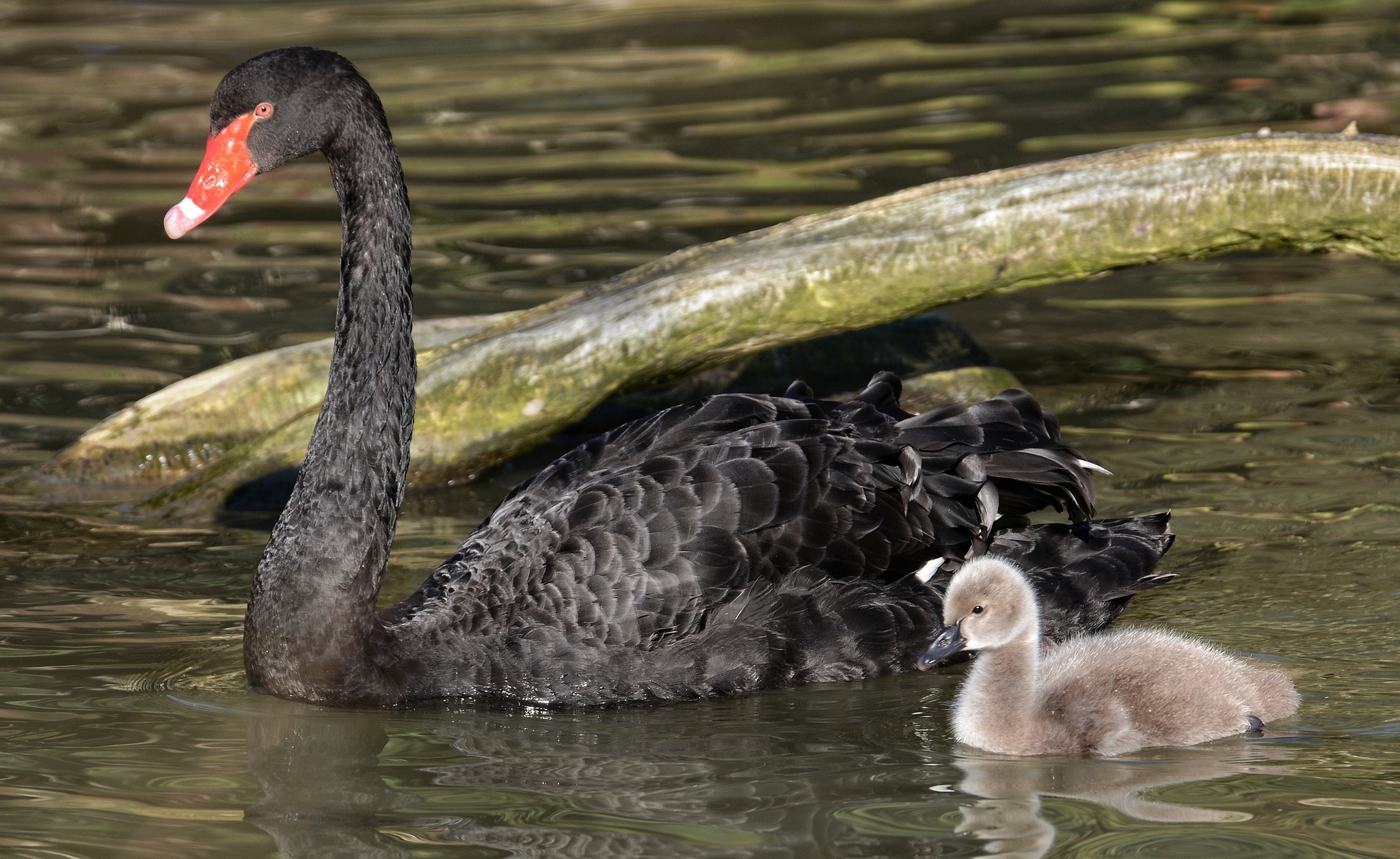 swan, Lebedenok, Chick, Mom, Baby, Family, Water Wallpaper