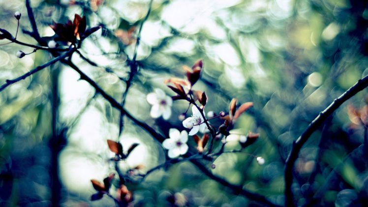 nature, Bokeh, Depth, Of, Field, White, Flowers HD Wallpaper Desktop Background