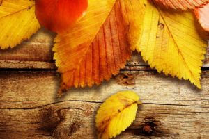 nature, Autumn,  season , Wood, Leaves, Fallen, Leaves