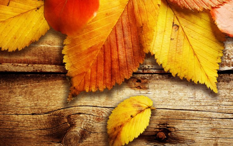 nature, Autumn,  season , Wood, Leaves, Fallen, Leaves HD Wallpaper Desktop Background