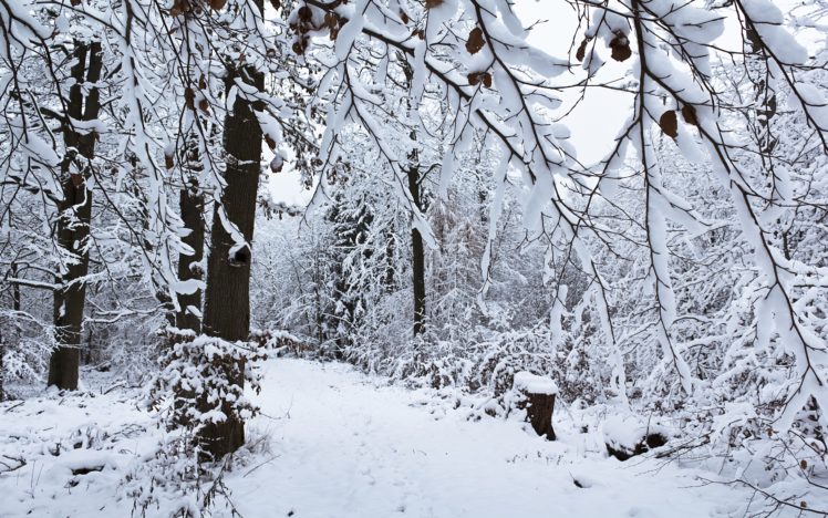 winter, Snow, Forest HD Wallpaper Desktop Background