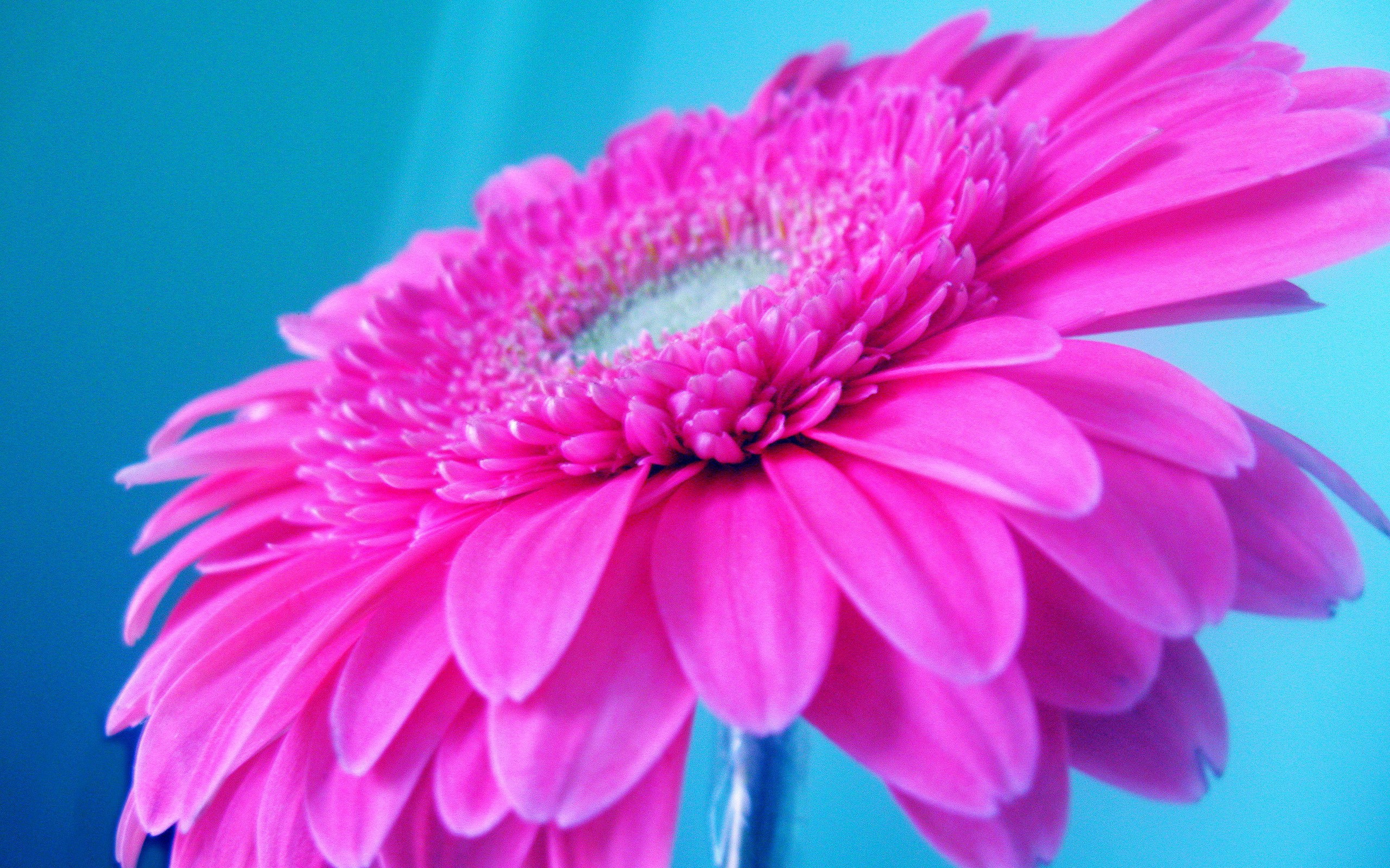 giant, Pink, Flower Wallpaper