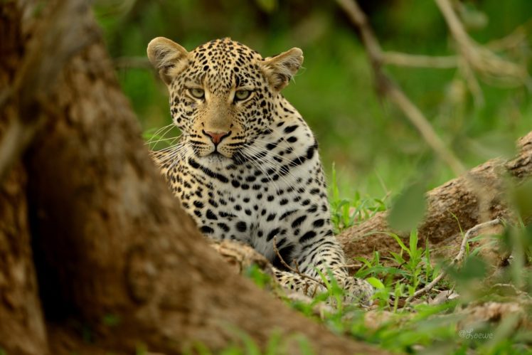leopard, Wild, Cat, Predator, Muzzle HD Wallpaper Desktop Background