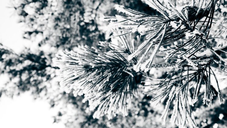 nature, Winter, Snow, Trees, Frozen HD Wallpaper Desktop Background