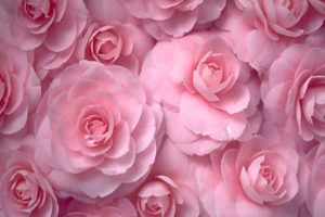 flowers, Roses, Pink, Flowers