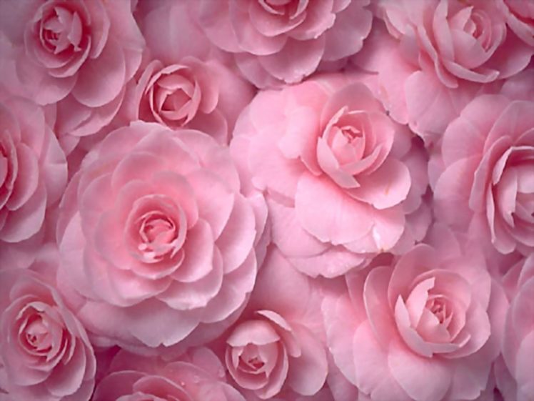 flowers, Roses, Pink, Flowers Wallpapers HD / Desktop and Mobile Backgrounds