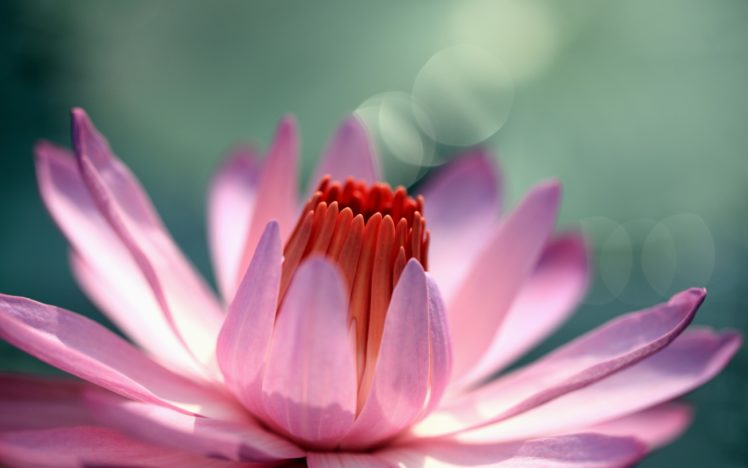 nature, Flowers, Pink, Macro HD Wallpaper Desktop Background