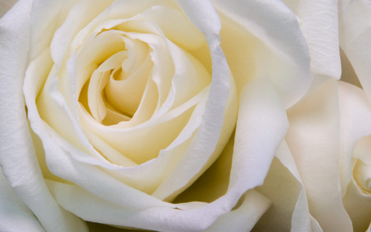 flowers, Roses, White, Flowers, White, Rose HD Wallpaper Desktop Background