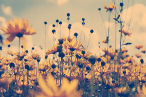 light, Flowers, Summer, Yellow, Flowers