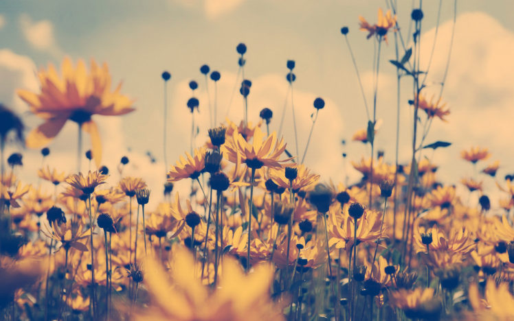 light, Flowers, Summer, Yellow, Flowers HD Wallpaper Desktop Background
