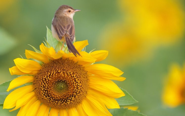 nature, Flowers, Birds, Sunflowers, Yellow, Flowers, Warblers HD Wallpaper Desktop Background