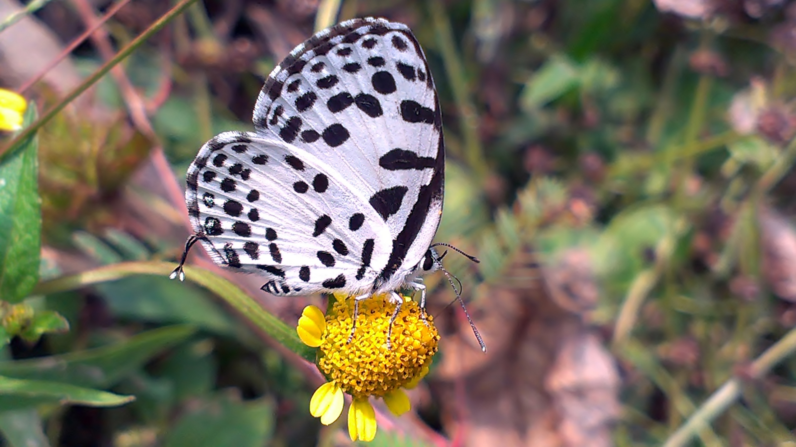 butterfly, Nature, Animal, Forest, Color, Tree, Hdr, Ultrahd, Black, White, Hd, 4k, Wallpaper Wallpaper