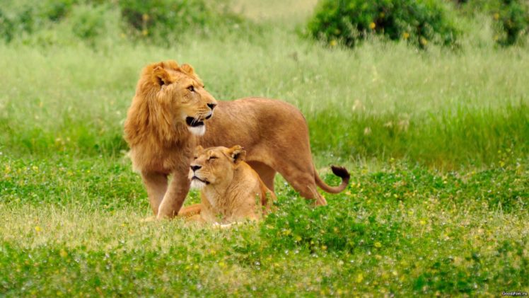 animals, Grass, Lions HD Wallpaper Desktop Background