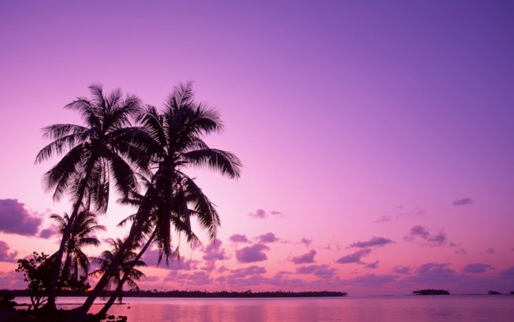 palm, Trees, Beaches HD Wallpaper Desktop Background