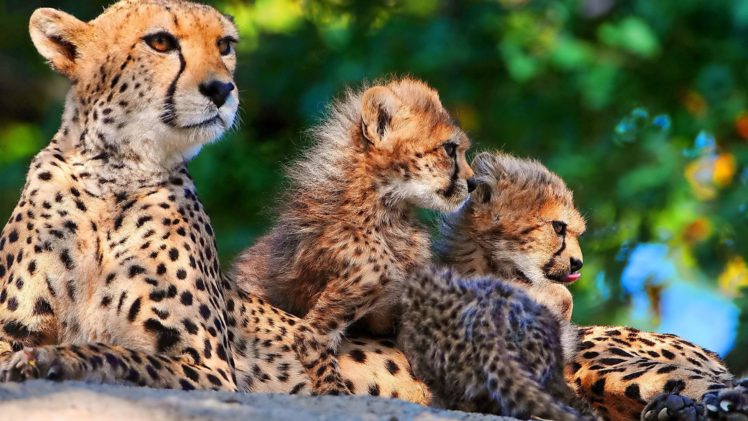 animals, Cheetahs, Wild, Animals, Big, Cats HD Wallpaper Desktop Background