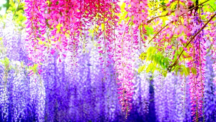 nature, Flowers, Blossoms, Colors, Trees HD Wallpaper Desktop Background