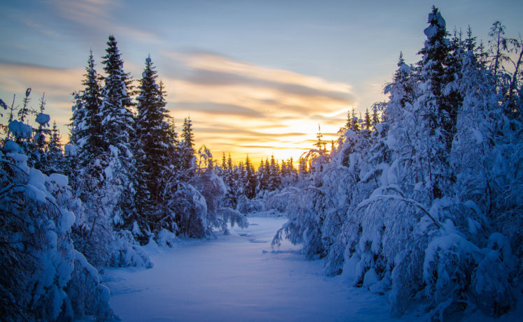 morning, Forest, Winter, Trees, Snow HD Wallpaper Desktop Background