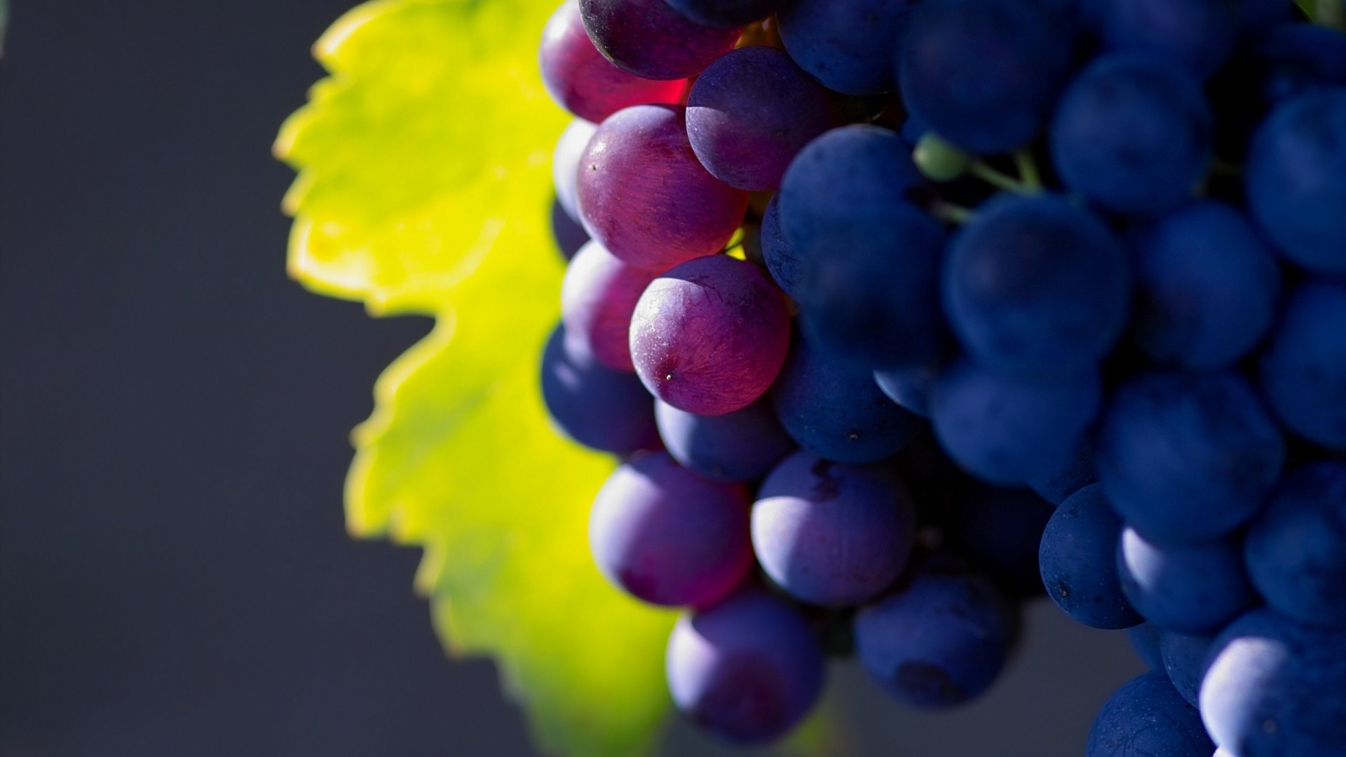 nature, Fruits, Grapes, Macro, Depth, Of, Field Wallpapers HD / Desktop