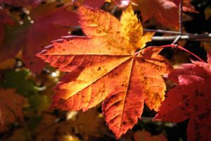 nature, Leaf, Autumn,  season , Leaves, Plants, Maple, Leaf