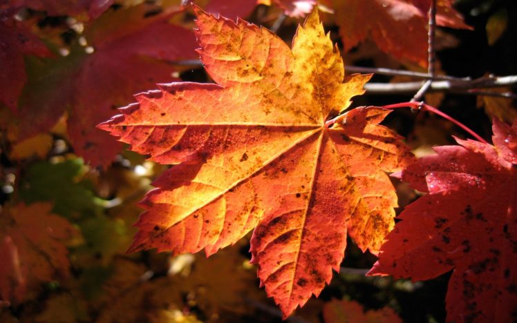 nature, Leaf, Autumn,  season , Leaves, Plants, Maple, Leaf HD Wallpaper Desktop Background