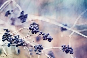 depth, Of, Field, Berries, Branches