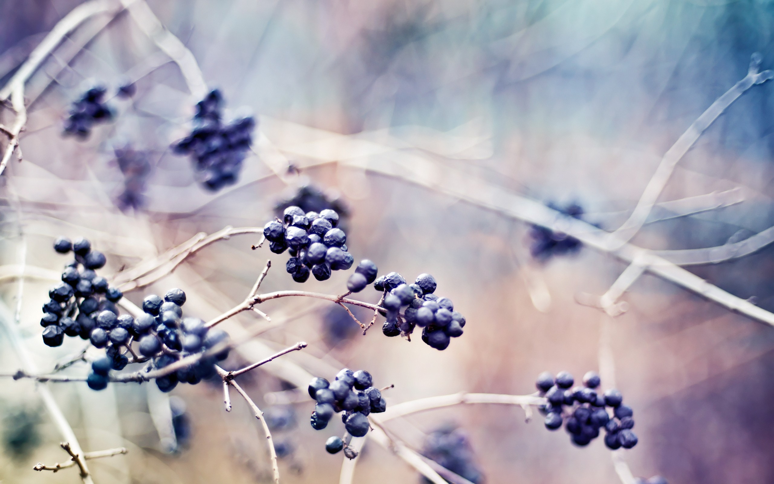 depth, Of, Field, Berries, Branches Wallpaper