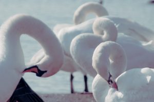 birds, Swans