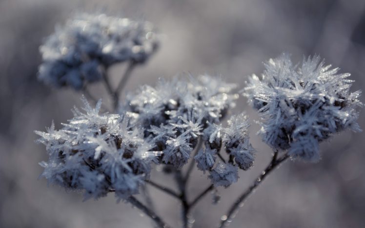 frozen, Flowers HD Wallpaper Desktop Background