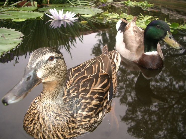 nature, Birds, Ducks, Mallard HD Wallpaper Desktop Background
