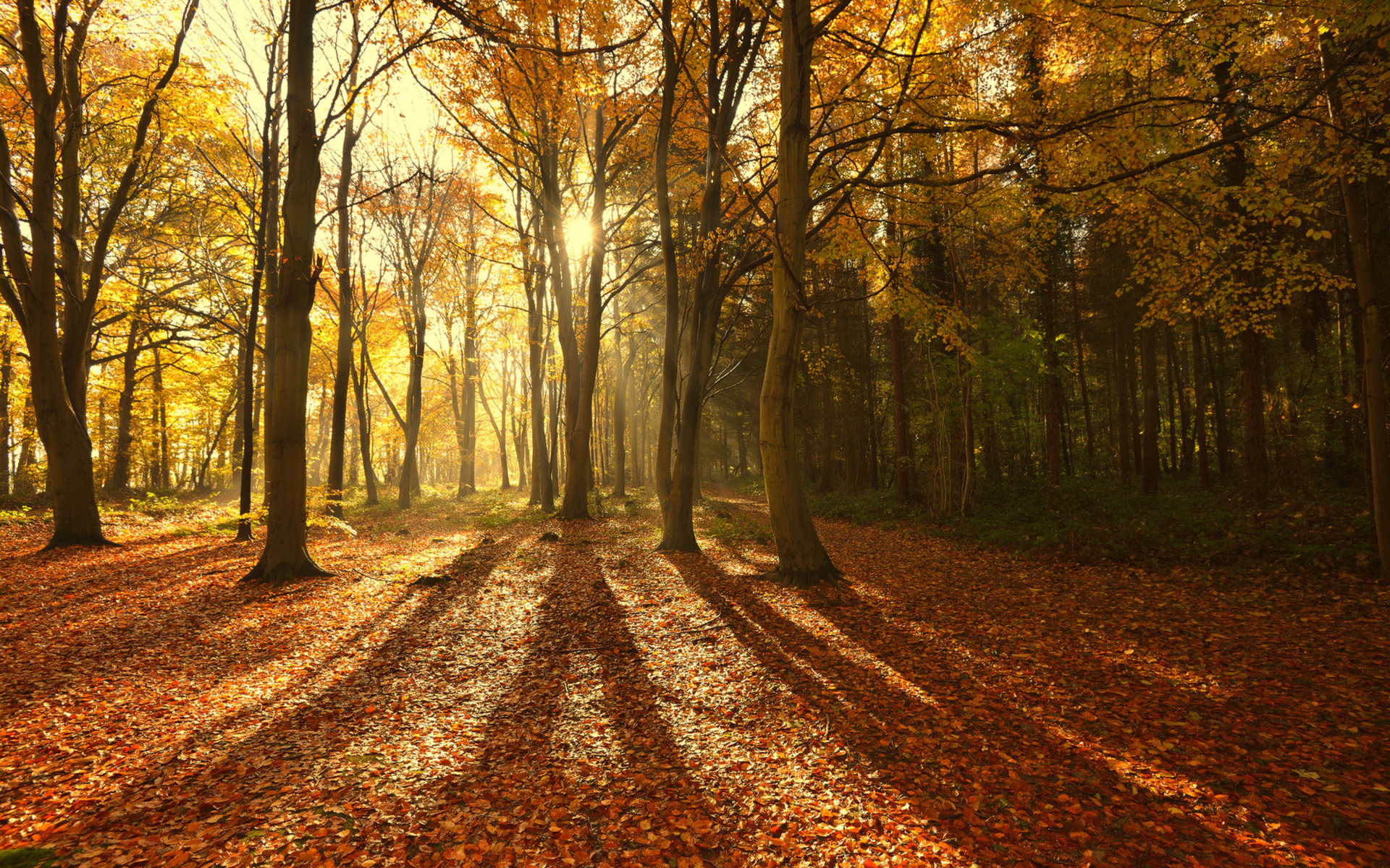landscapes, Trees, Forests, Autumn, Fall, Leaves, Sunlight, Sunbeams, Seasonal Wallpaper