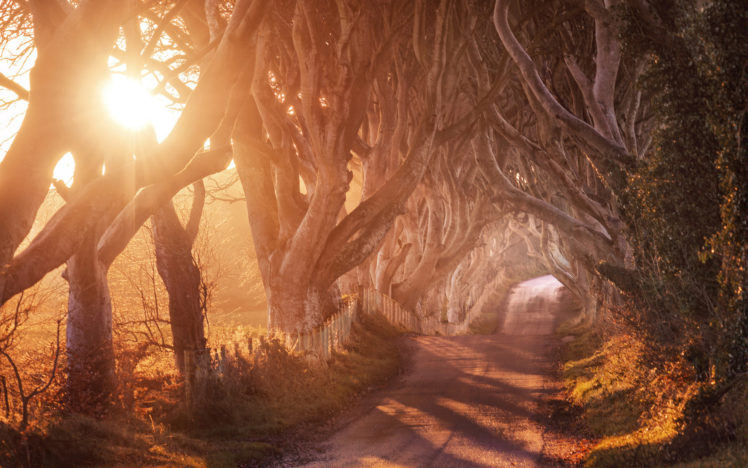 trees, Roads, Pathways, Sunrises, Sunsets, Nature, Sunlight HD Wallpaper Desktop Background