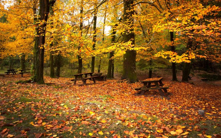 autumn, Leaves, Falling, Down HD Wallpaper Desktop Background