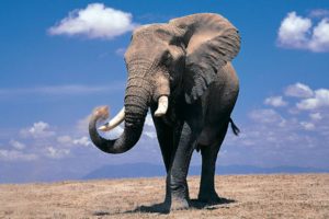 animals, Elephants