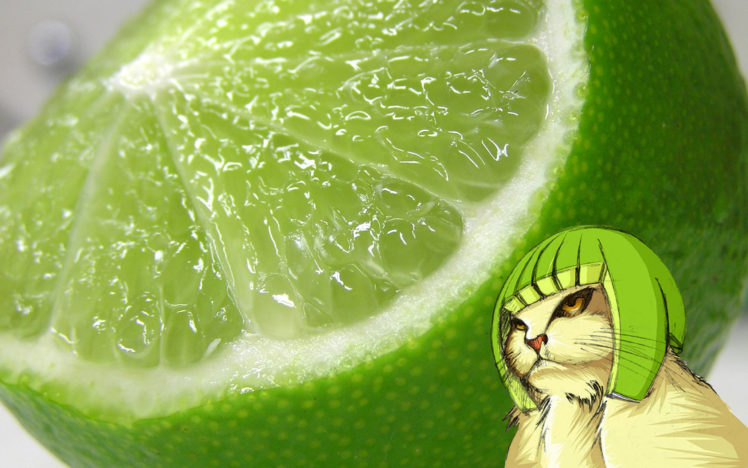 cats, Funny, Lemons HD Wallpaper Desktop Background
