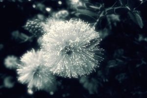 flowers, Monochrome, Mimosa