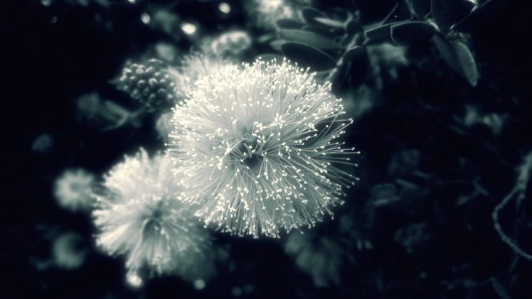 flowers, Monochrome, Mimosa HD Wallpaper Desktop Background