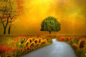 landscapes, Nature, Autumn, Fall, Seasons, Flowers, Roads, Pathways