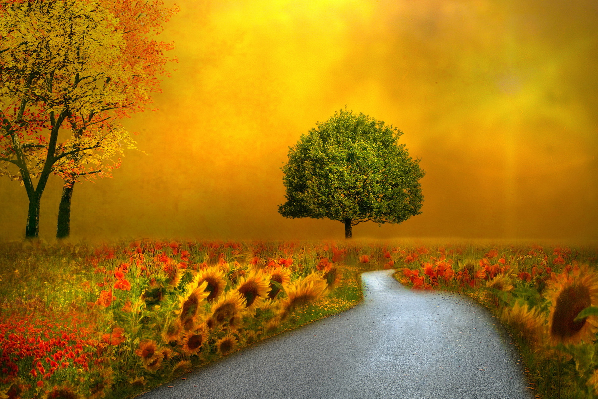 landscapes, Nature, Autumn, Fall, Seasons, Flowers, Roads, Pathways Wallpaper