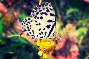 butterfly, Nature, Animal, Forest, Color, Tree, Hdr, Ultrahd, Black, White, Hd, 4k, Wallpaper
