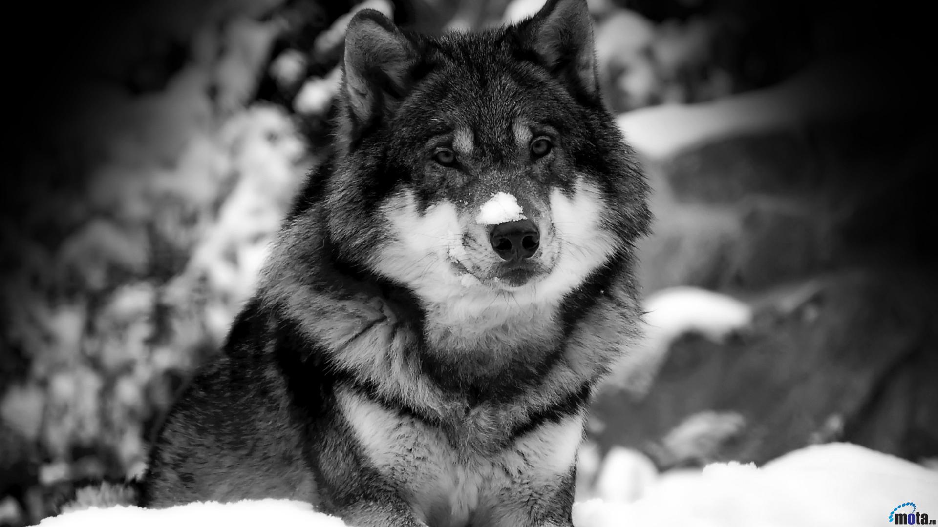 animals, Wolves Wallpaper