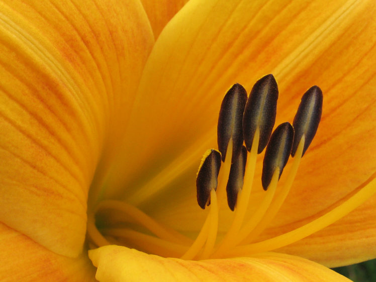 macro, Lilies, Yellow, Flowers HD Wallpaper Desktop Background