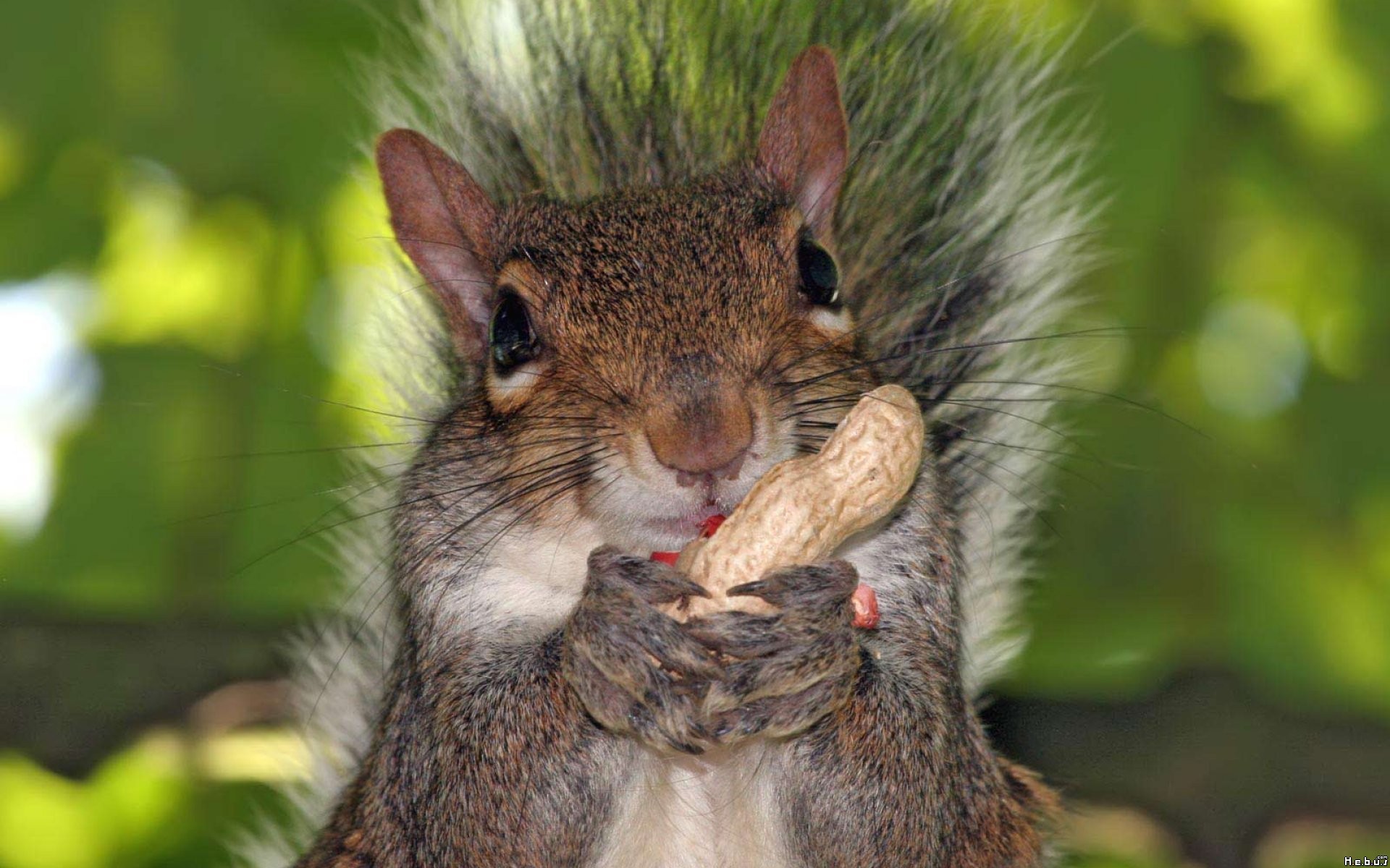 close up, Animals, Peanut, Squirrels Wallpaper