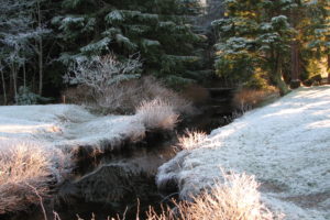 forest, Trees, Frost, River, Landscape, Autumn, Winter