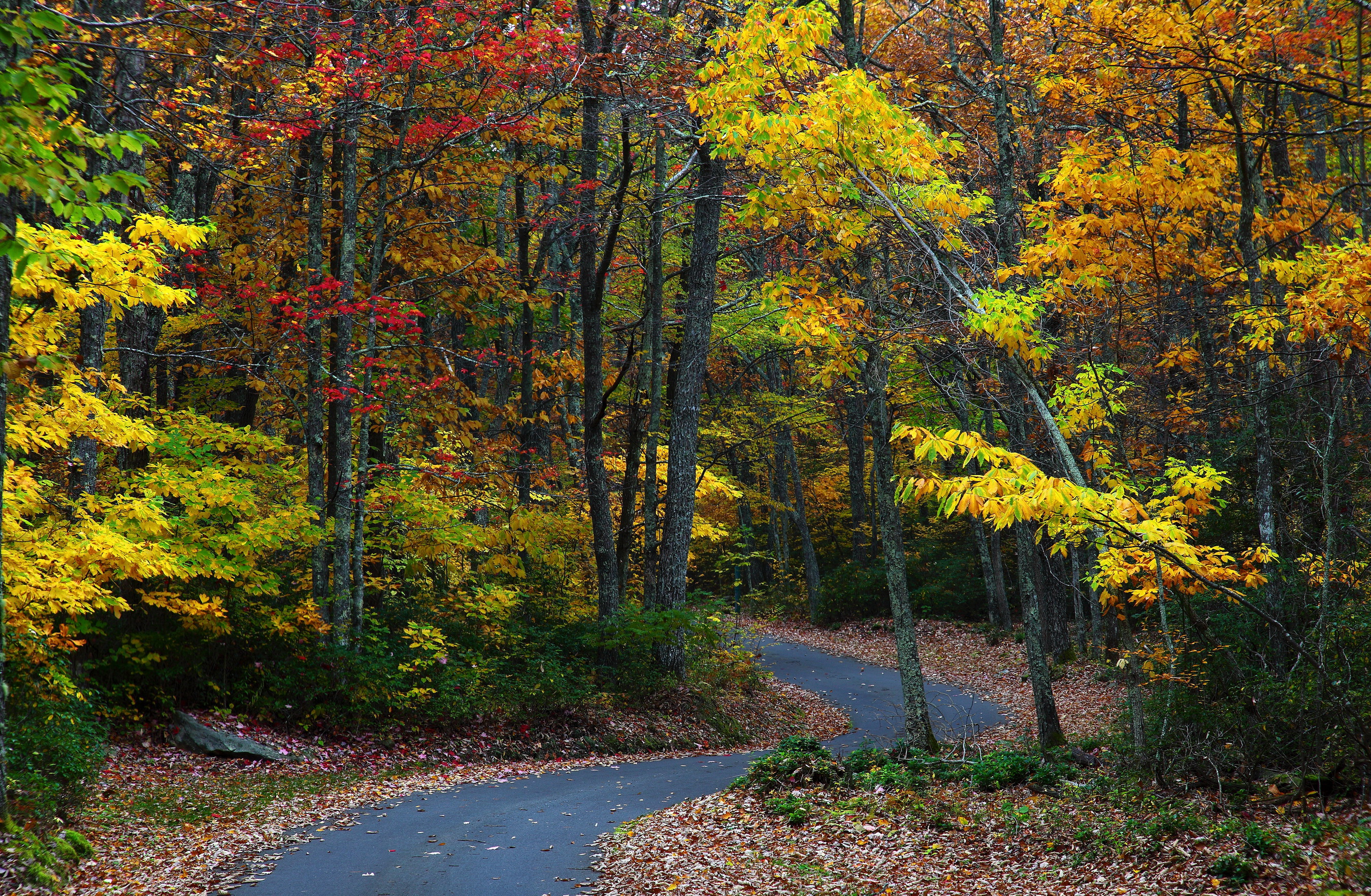landscapes, Nature, Trees, Forests, Autumn, Fall, Seasons, Roads, Leaves Wallpaper