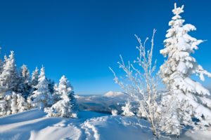 tree, Nature, Snow, Winter, Trees