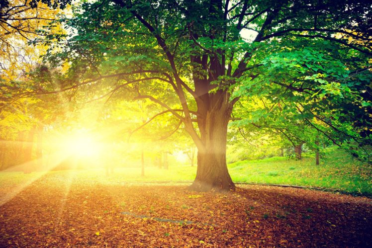 wood, Leaves, Nature, Trees, Autumn HD Wallpaper Desktop Background